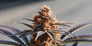 How to Grow Punch Pie Tyson S: A Step-by-Step Guide