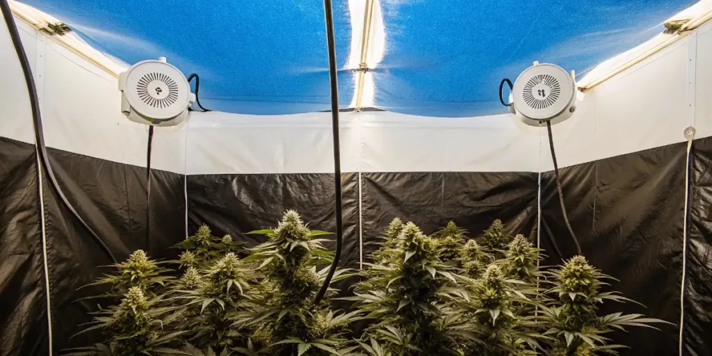Indoor grow tent with cannabis plants under intense lighting and blue interior lining.
