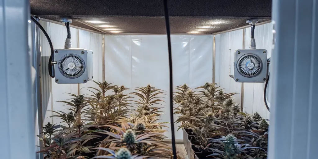 Indoor cannabis grow room with compact, flowering plants under white LED lights and dual ventilation fans