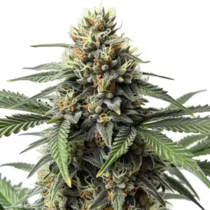 Critical cannabis strain with a thick central cola, compact resin-coated buds, orange pistils, dark green sugar leaves and heavy trichome coverage on a white background.