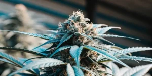 How to Grow Special Kush 1: A Step-by-Step Guide