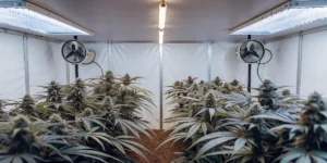 How to Grow Haze Berry: A Step-by-Step Guide