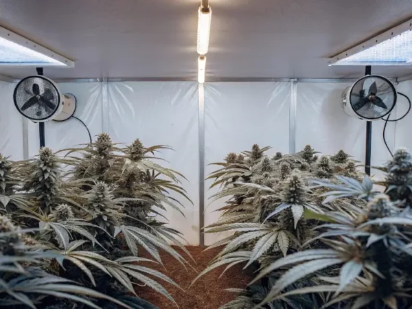 Grow box setup with mature cannabis plants featuring dense buds under bright LED lighting.