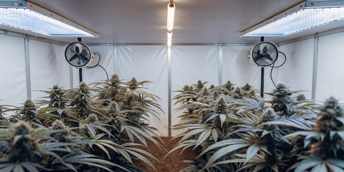 Grow box setup with mature cannabis plants featuring dense buds under bright LED lighting.