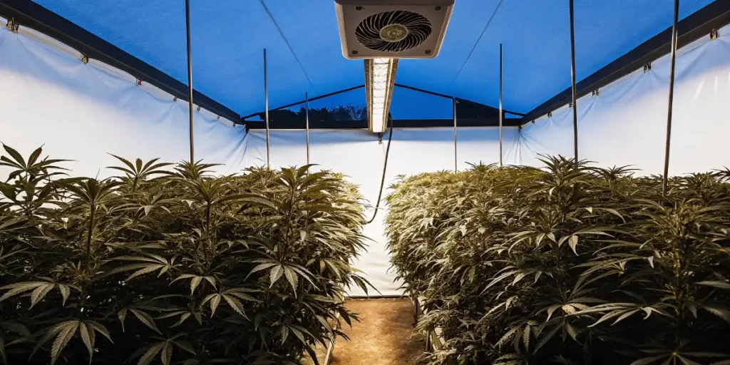 Indoor cannabis grow room with dense plants under blue LED lighting