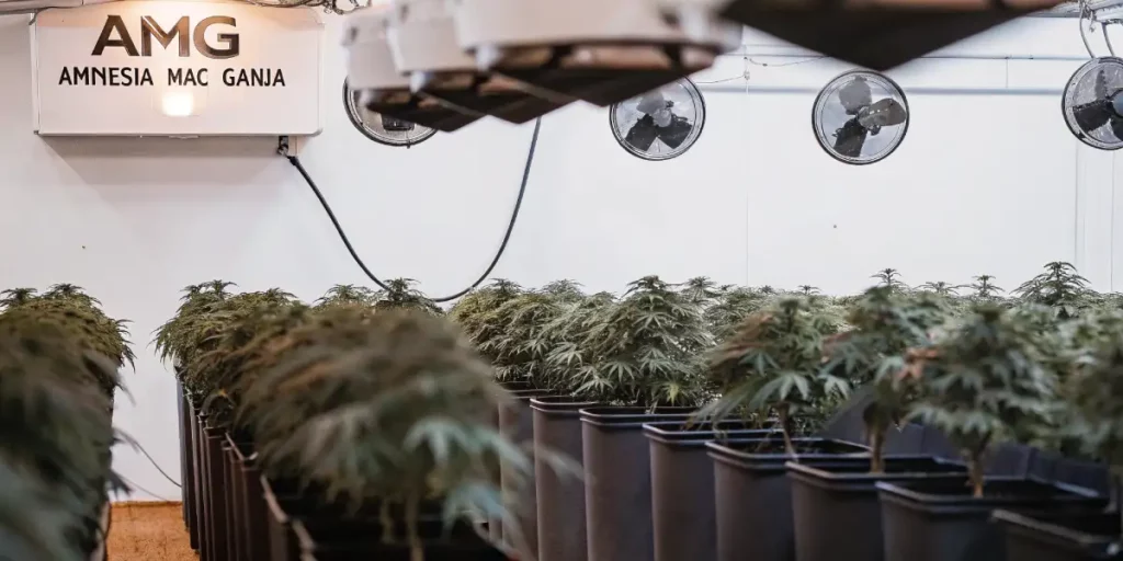 Dense outdoor cannabis plants in full bloom under clear blue sky
