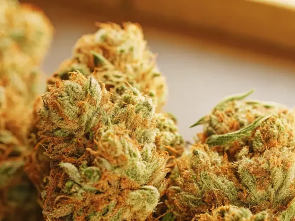 Close-up of freshly harvested cannabis buds with visible trichomes and orange pistils.