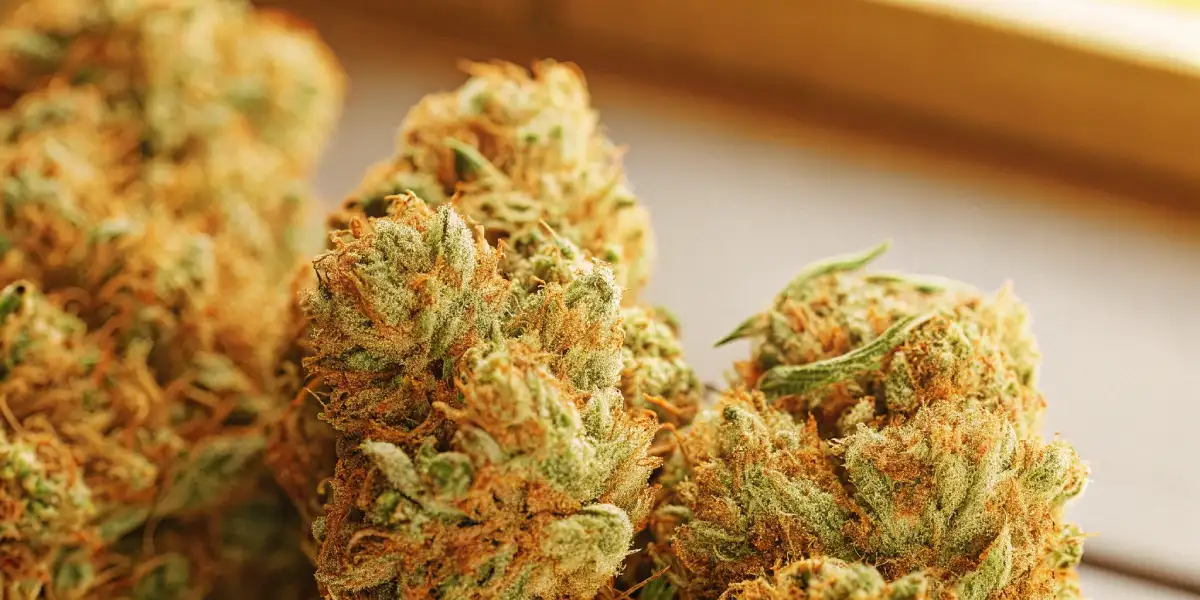 Close-up of freshly harvested cannabis buds with visible trichomes and orange pistils.