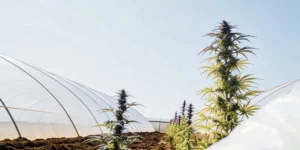 How to Grow Gushers: A Step-by-Step Guide