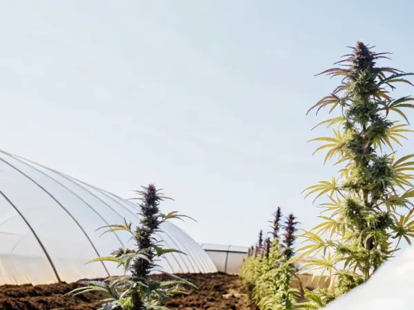 frosty cannabis bud with dark purple leaves in flowering phase