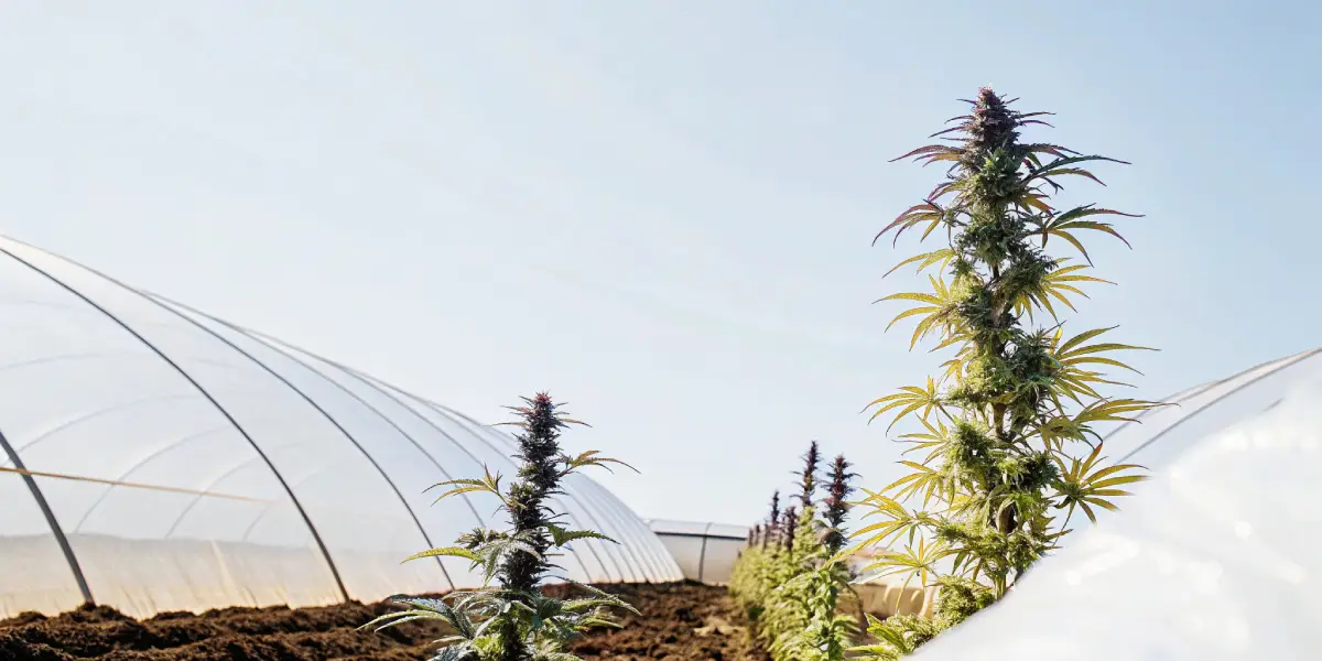 frosty cannabis bud with dark purple leaves in flowering phase