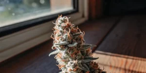 Marijuana Mold and Its Impact on Your Cannabis