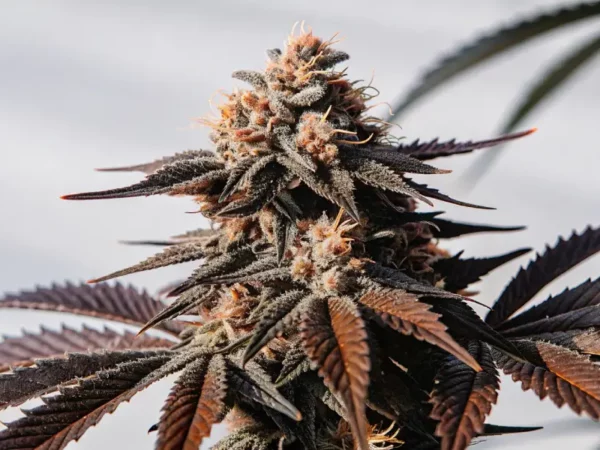 frosty cannabis cola with purple leaves under natural light