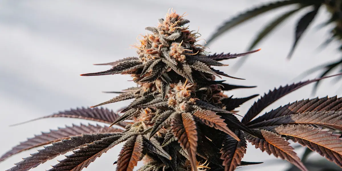 frosty cannabis cola with purple leaves under natural light
