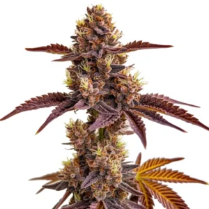 Gorilla Sherbet cannabis plant with purple leaves and resinous buds
