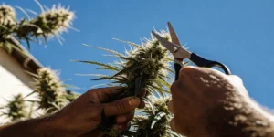 How to Take Care of a Cannabis Plant
