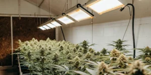 How to Grow Shining Silver Haze: A Step-by-Step Guide