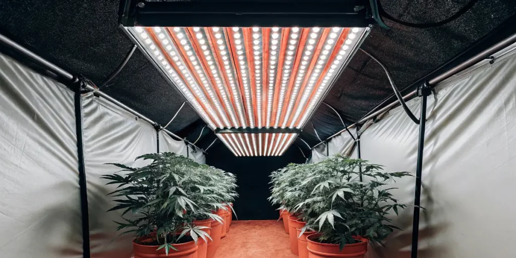 How to Grow Royal Moby: A Step-by-Step Guide