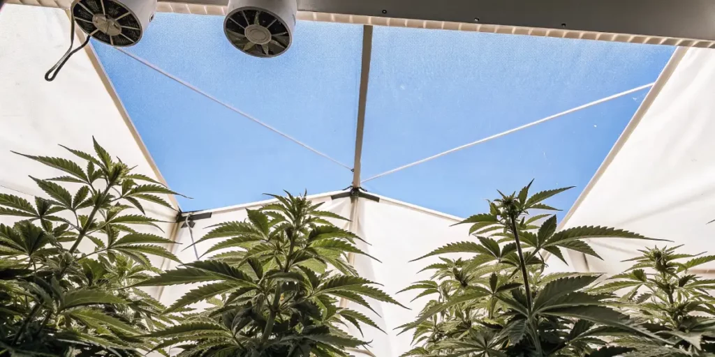 Cannabis plants growing under LED lights in an indoor grow room with fans for ventilation, showing healthy flowering plants.