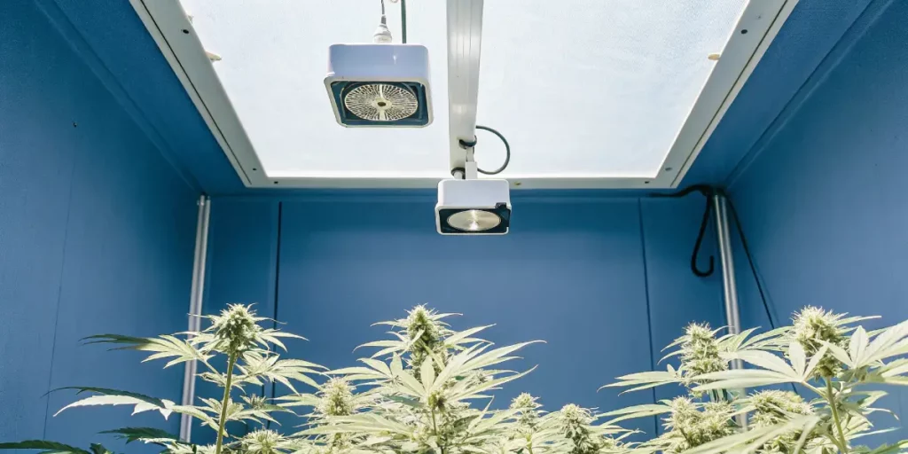 How to Grow Gelato 45: A Step-by-Step Guide