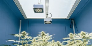 How to Grow Gelato 45: A Step-by-Step Guide