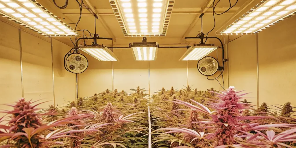 Close-up of vibrant pink cannabis buds growing under LED lights in a well-ventilated indoor setup