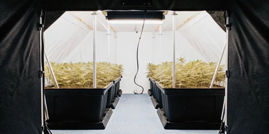 Close-quarters view inside a small grow tent lined with white and black fabric, filled with cannabis plants maturing under a compact LED fixture.