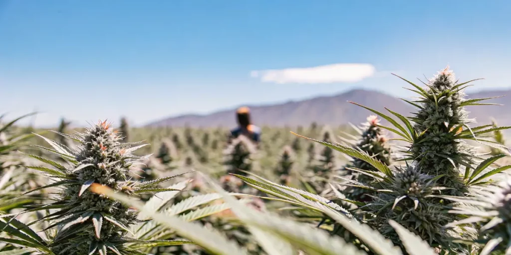 close-up of Larry OG cannabis plant in outdoor farm with blurred mountains in background