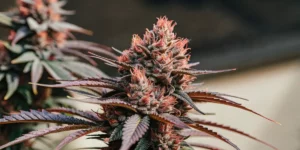 How to Grow Pink Gorilla: A Step-by-Step Guide