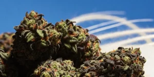 How to Grow Banana Punch: A Step-by-Step Guide