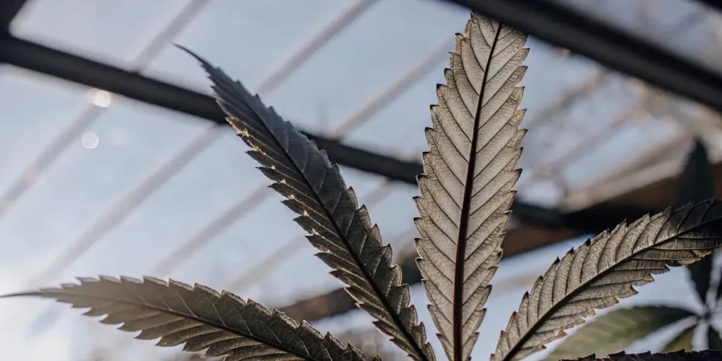 Macro shot of the underside of a marijuana leaf silhouetted against sunlight