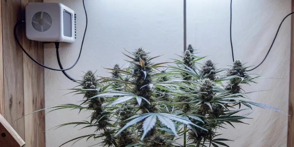 Mature Blue Gelato cannabis plant with heavy buds growing in a wooden indoor box.
