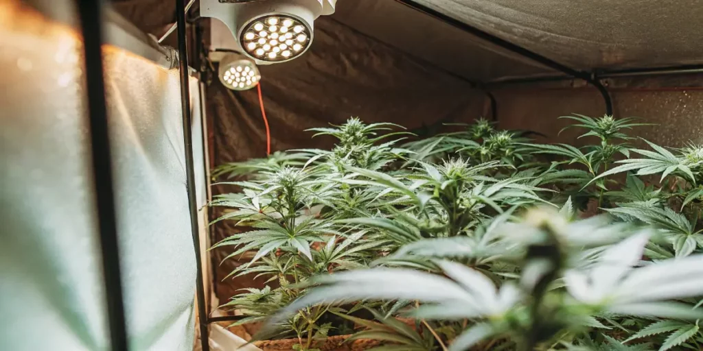 Healthy cannabis plants in mid-growth stage under LED spotlights in an indoor tent.
