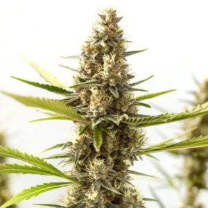 Nikki & Swami’s Taängie cannabis plant in full flowering stage with dense frosty buds.