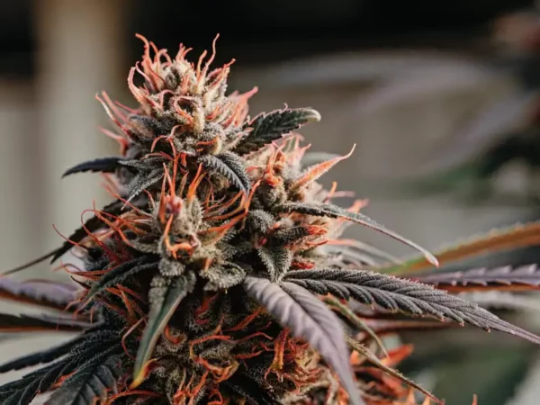Dried cannabis buds with bright orange pistils on a wooden surface next to a rolled joint.