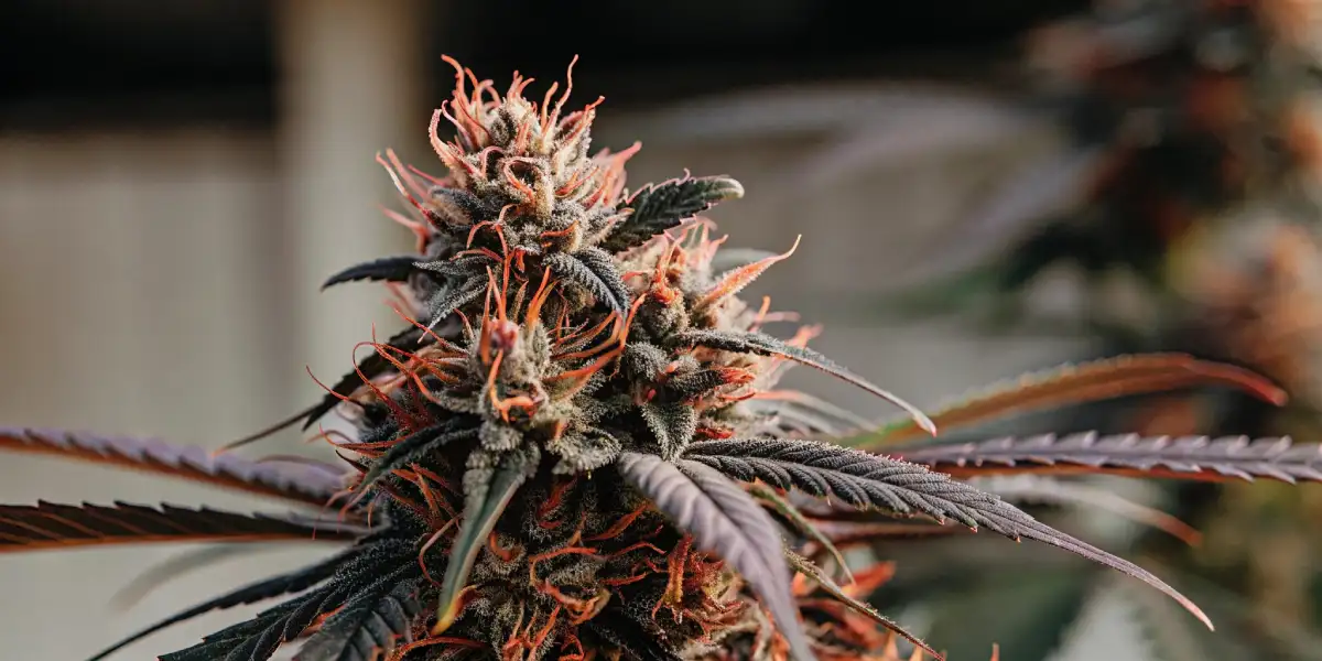 Dried cannabis buds with bright orange pistils on a wooden surface next to a rolled joint.