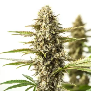 Close-up of Orient Auto cannabis strain showing dense resinous buds with vibrant pistils.