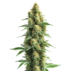 ORKA cannabis plant with dense sativa-leaning buds covered in resin and orange pistils