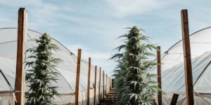 How to Grow Mother Gorilla: A Step-by-Step Guide
