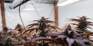 Aquaponics Cannabis: A Sustainable Growing Method