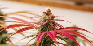 How to Grow Blue Cheese: A Step-by-Step Guide