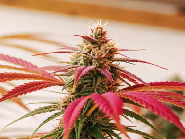 Close-up of a vibrant cannabis bud with red-purple leaves under indoor lighting.