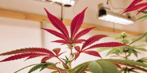 How to Grow Apple Fritter: A Step-by-Step Guide