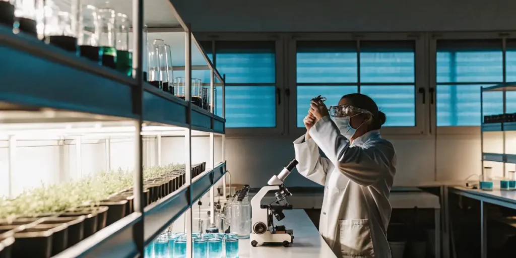 Scientist analyzing cannabis samples in a laboratory with microscope and plant samples.
