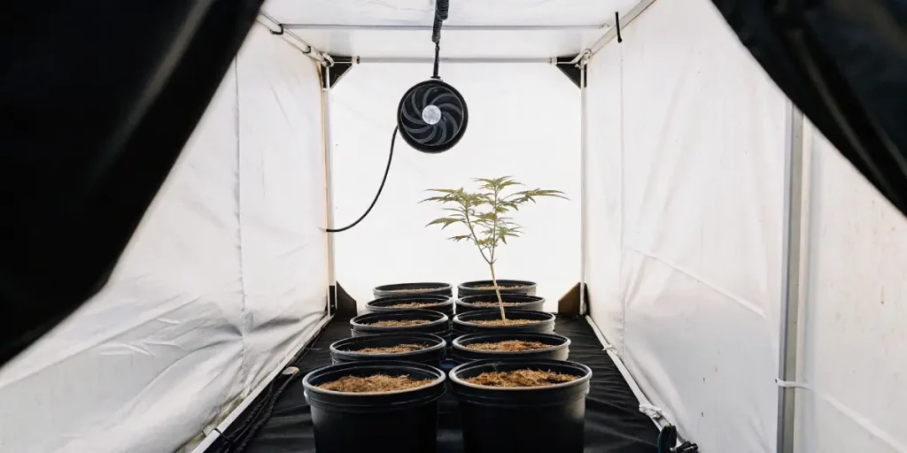 Single cannabis plant growing in a white indoor grow tent with multiple empty pots.