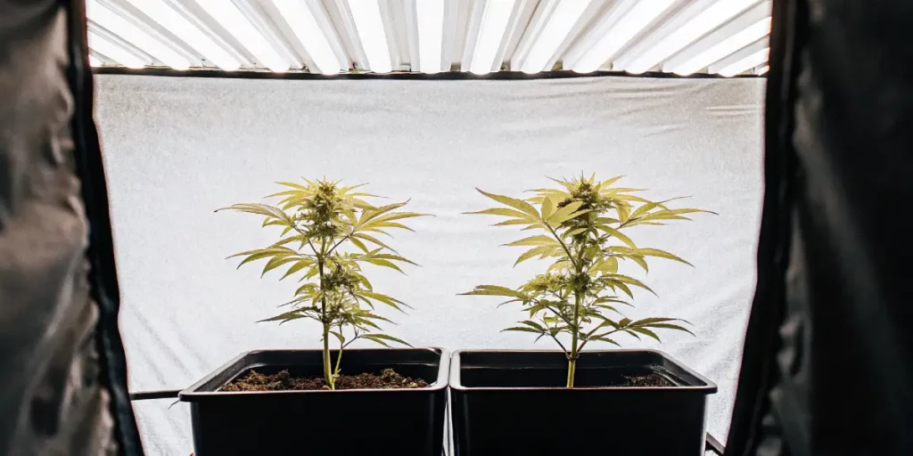Two young cannabis plants in square black pots under soft white grow lights inside a reflective grow tent.