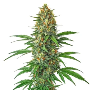 Tangie Auto strain cannabis bud with tall structure, frosty trichomes, bright green leaves and vivid orange pistils on a white background.
