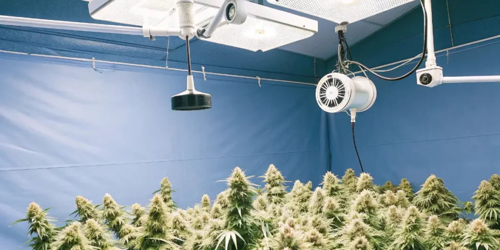 How to Grow Pineapple Kush: A Step-by-Step Guide