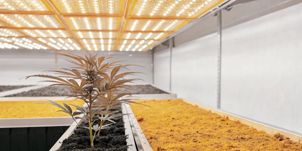 cannabis grow tent with ventilation fans and mature plants