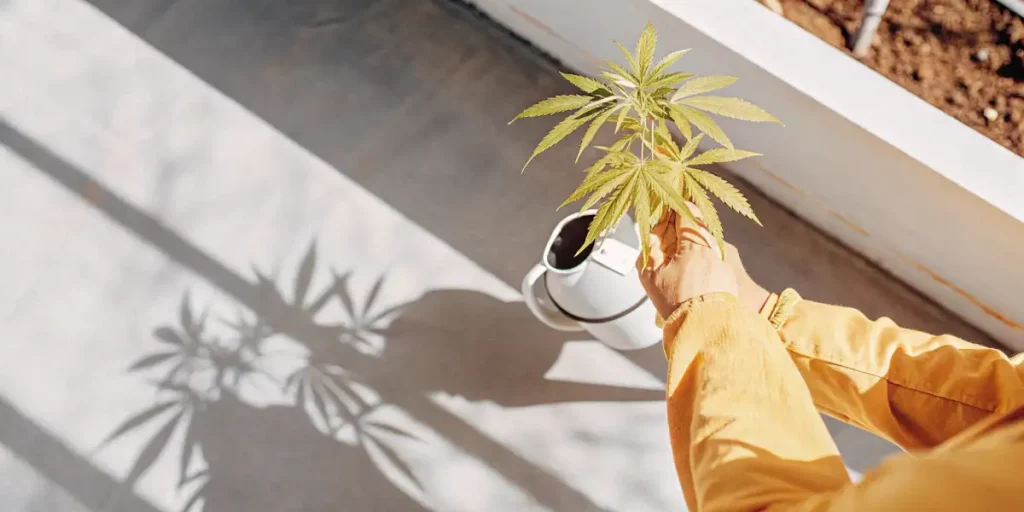 Two young cannabis plants growing in clay pots outdoors, illuminated by warm evening sunlight.